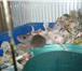 Фотография в Домашние животные Грызуны Продаются забавнючие - красивучие крысята, в Красноярске 200