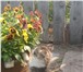 Фотография в Домашние животные Отдам даром Ласковый пушистый котёнок ищет хозяев. Девочка, в Улан-Удэ 0