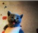 Изображение в Домашние животные Услуги для животных Вязка с Шотландским Прямоухим Опытным котом в Москве 2 000