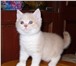 Продаётся котенок породы британская короткошерстная, котик, 2 мес (родился 18, 02), редкого окрас 69041  фото в Мурманске