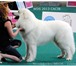 Фото в Домашние животные Вязка собак Предлагается для вязок великолепный кобель в Москве 0