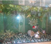 Изображение в Домашние животные Рыбки Продам аквариум 35 литров к нему прилагаются в Братске 3 000