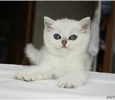 Продаются котята британской природы не совсем обычного окраса - серебристая шёрстка под шиншиллу, Г 69702  фото в Перми