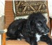 Foto в Домашние животные Отдам даром Милый щенок -кобель ищет своих добрых хозяев, в Новосибирске 0