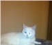Изображение в Домашние животные Найденные Найдена белая красивая кошечка с разными в Красноярске 0
