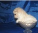 Продаю щенка чихуахуа мальчика в городе Москва 137814  фото в Москве