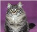 Сибирский котенок неоднократный победитель выставок 1070851 Сибирская фото в Москве