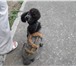 Фото в Домашние животные Стрижка собак Парикмахерские услуги для собак и кошек (15-30 в Сыктывкаре 1 000