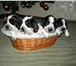 Продаются щенки английского кокер-спаниеля с родословной, родились 20, 12, 10г; два мальчика и две д 65932  фото в Екатеринбурге