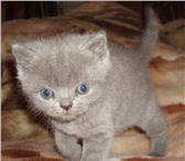 Продам котенка, девочка, Порода шотландская голучая, 1, 5 месяца, К лотку приучена, 5000р, без док 69362  фото в Коломне