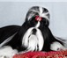Красивые щенки ши-тцу разнообразных окрасов 145751  фото в Москве
