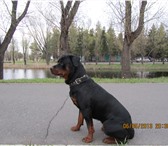 Фотография в Домашние животные Вязка собак ротвейлер, кобель 2,5года привит, без документов в Омске 0