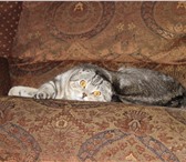 Изображение в Домашние животные Вязка Молодой шотландский котик приглашает кошечек в Сургуте 0