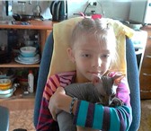 Фото в Домашние животные Вязка Вязка срочно предлагается мальчик.Город Бердск. в Бердск 1 000