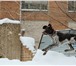 Фотография в Домашние животные Вязка собак кобель 1 год и 2,5 мес. первый раз в Оренбурге 0