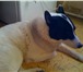 Фото в Домашние животные Вязка собак предлагается для вязки шикарный кобель русско-европейской в Подольске 0