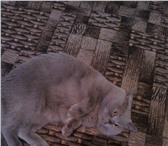 Foto в Домашние животные Потерянные Пропал британский кот 25. 02. приблизительно в Ярославле 1 000