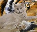 Клубный шотландский длинношерстный котик,   5 мес, 3372309 Скоттиш страйт фото в Москве