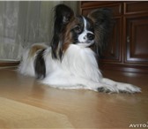 Изображение в Домашние животные Вязка собак Предлагается для вязки элитный кобель папийона в Москве 10 000