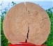 Foto в Строительство и ремонт Отделочные материалы Реализуем шпаклевку по дереву SMEs для заполнения в Балашихе 175
