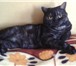Фото в Домашние животные Вязка Шотландский Короткошёрстный Кот Елизар Скотиш в Чите 5 000
