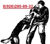 Foto в Домашние животные Услуги для животных Дрессировка любых пород собак - анализ поведения, в Москве 0