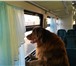 Фотография в Домашние животные Вязка собак Граф 2г.6м. ищет графиню в Оренбурге 0