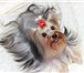Изображение в Домашние животные Вязка собак Йоркширский терьер(стандарт)Ищем девочку в Москве 3 000