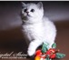 Профессиональный питомник Crystal Shine предлагает чистокровных британских котят эксклюзивного окра 69324  фото в Москве