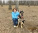 Фотография в Домашние животные Вязка собак Нужна сука восточноевропейской овчарки (немецкой) в Москве 2 000