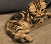Продажа котят 3662462 Скоттиш фолд короткошерстная фото в Твери