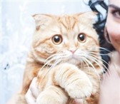 Фотография в Домашние животные Вязка Шотландский вислоухий кот с большими выразительными в Белебей 0