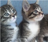 Изображение в Домашние животные Отдам даром отдам котят, родились 15 октября, два мальчика, в Красноярске 0