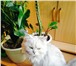 Фото в Домашние животные Найденные Найден белый кот,похож на шиншиллу . Найден в Пензе 0