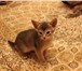 Прекрасные абиссинские котята 3711789 Абиссинская фото в Москве