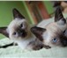 Очаровательные сиамские котята 399446 Сиамская фото в Москве