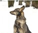 Метис лайки Бриджит - умная достойная собака в дар! Домашняя, здоровая, ухоженная собака,  Охоту 65960  фото в Москве