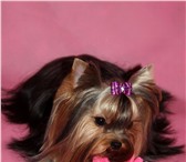 Фотография в Домашние животные Вязка собак Частный заводчик предлагает для вязок 2-ух в Москве 5 000