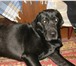 Изображение в Домашние животные Вязка собак Крупный, крепкий кобель Лабрадора, для вязки. в Ставрополе 5 000