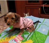 Фотография в Домашние животные Отдам даром Отдам в дар маленькую собачку по кличке Люси,сделаны в Улан-Удэ 0