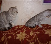 Продам 3 очаровательных котят,  Родились 19,  09,  2012г, 147388  фото в Великом Новгороде