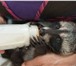 Фото в Домашние животные Грызуны В контактном зоопарке "Живая сказка" продаются в Твери 25 000