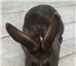 Изображение в Домашние животные Другие животные Продаются кролики на племя: помесь, от 2 в Калуге 400