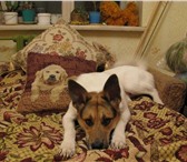Фотография в Домашние животные Потерянные 18 июля 2010года потерялся пес в городе тосно в Тосно 0