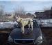 Изображение в Домашние животные Вязка собак Сибирский хаски окрас белый не развязан возраст в Тольятти 0