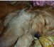Фотография в Домашние животные Вязка собак Мальчик красавчик чистокровный английский в Туле 0