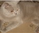 Foto в Домашние животные Вязка шотландский кот,клубный,с родословной приглашает в Курске 2 000