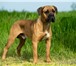 Фото в Домашние животные Вязка собак Питомник продаёт и резервирует щенков Кане в Сочи 30 000
