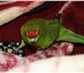 Фотография в Домашние животные Птички Продаю ручного попугая Какарика (девочка) в Калуге 4 300