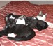 Изображение в Домашние животные Отдам даром Прелестные кошечки, есть черная, есть черно-белая. в Перми 0